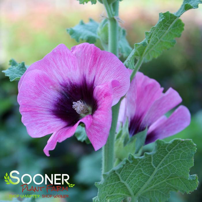 Image property of Sooner Plant Farm, Inc.