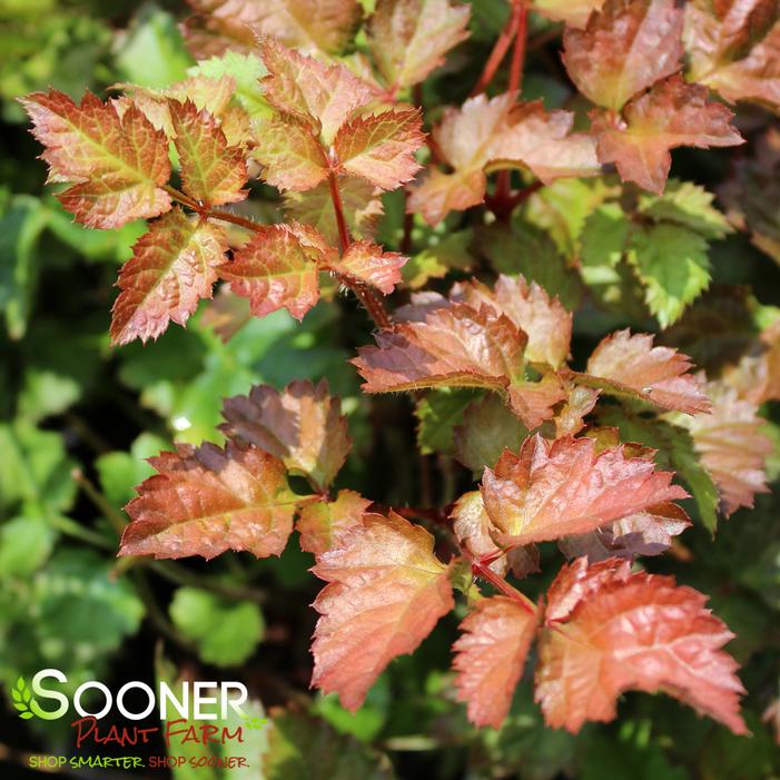 Image property of Sooner Plant Farm, Inc.