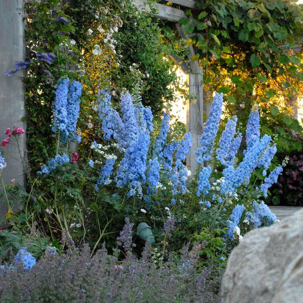 NEW MILLENNIUM™ BLUE LACE DELPHINIUM