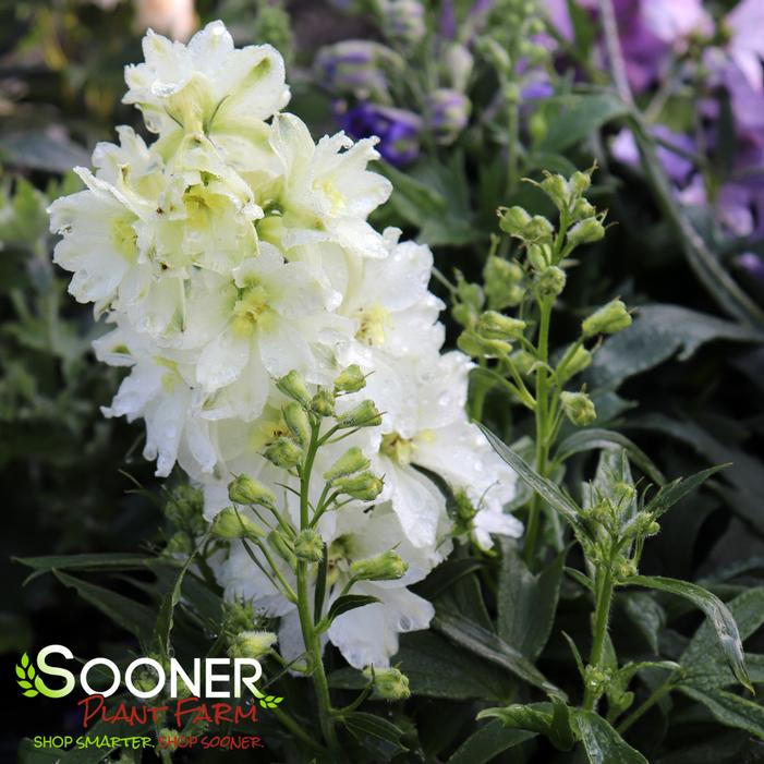 Image property of Sooner Plant Farm, Inc.