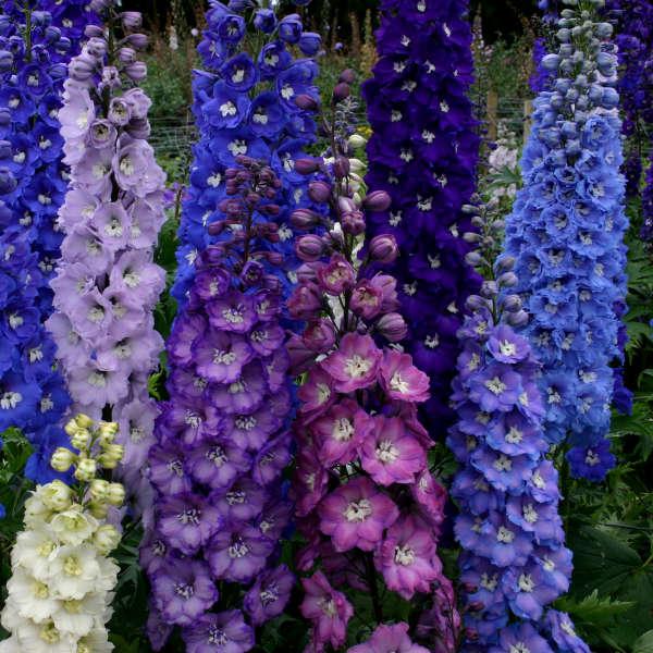 NEW MILLENNIUM™ STARS DELPHINIUM