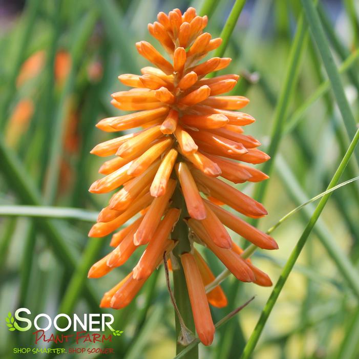 Image property of Sooner Plant Farm, Inc.