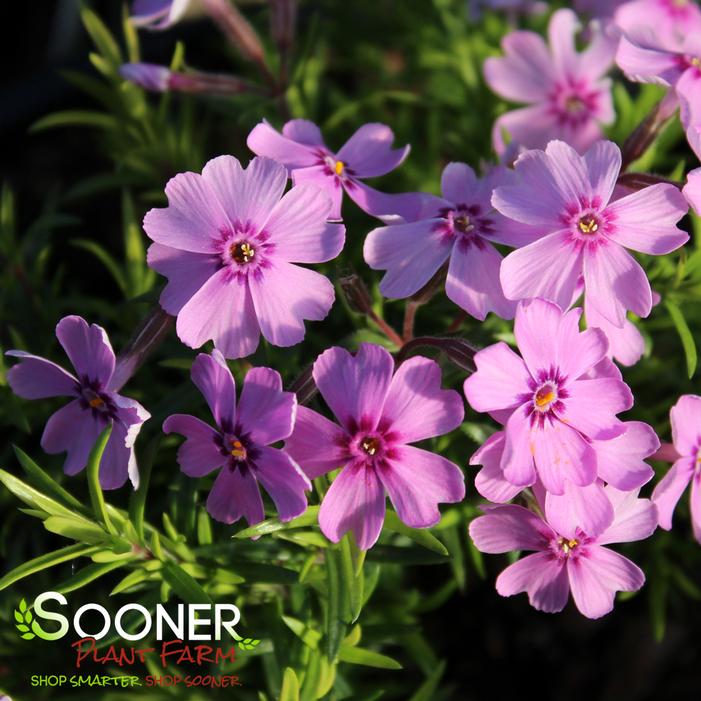 EYE SHADOW CREEPING PHLOX