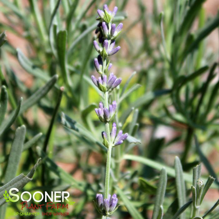 Image property of Sooner Plant Farm, Inc.