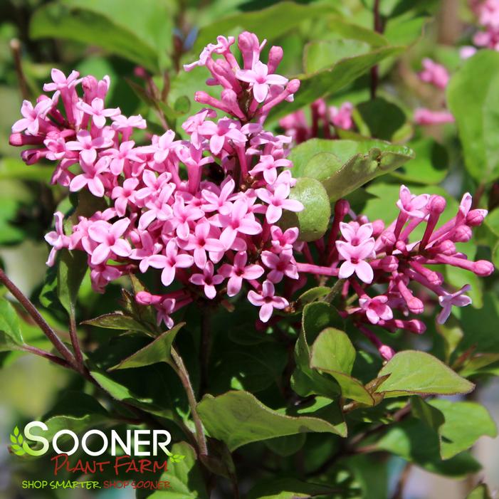 Image property of Sooner Plant Farm, Inc.