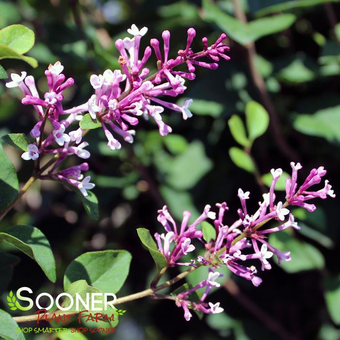 Image property of Sooner Plant Farm, Inc.
