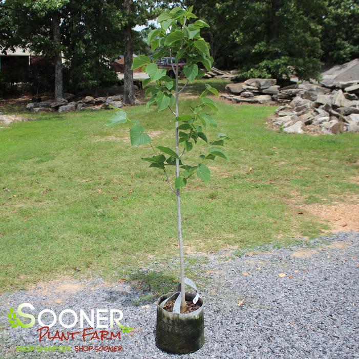 Image property of Sooner Plant Farm, Inc.