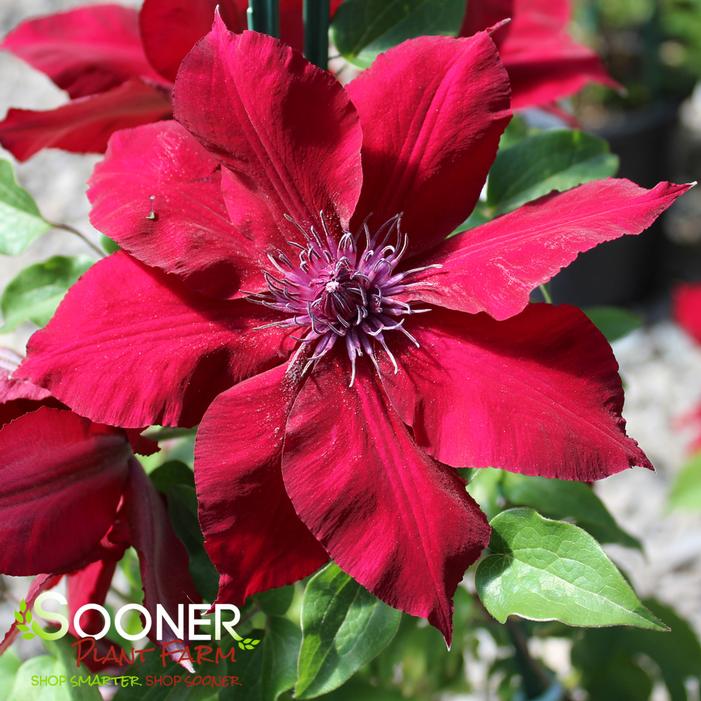 Image property of Sooner Plant Farm, Inc.