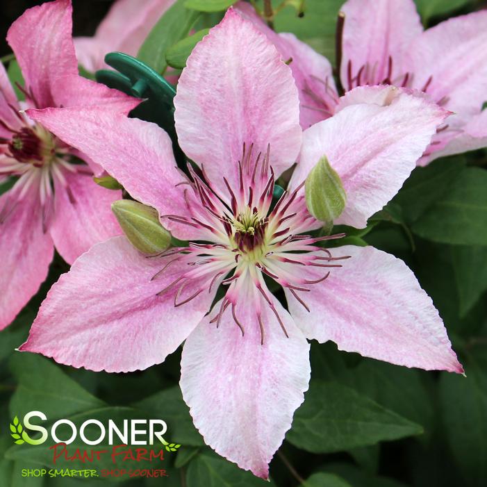 Image property of Sooner Plant Farm, Inc.