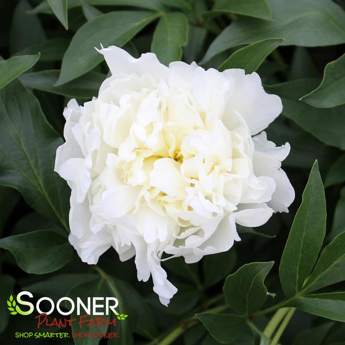 Image property of Sooner Plant Farm, Inc.