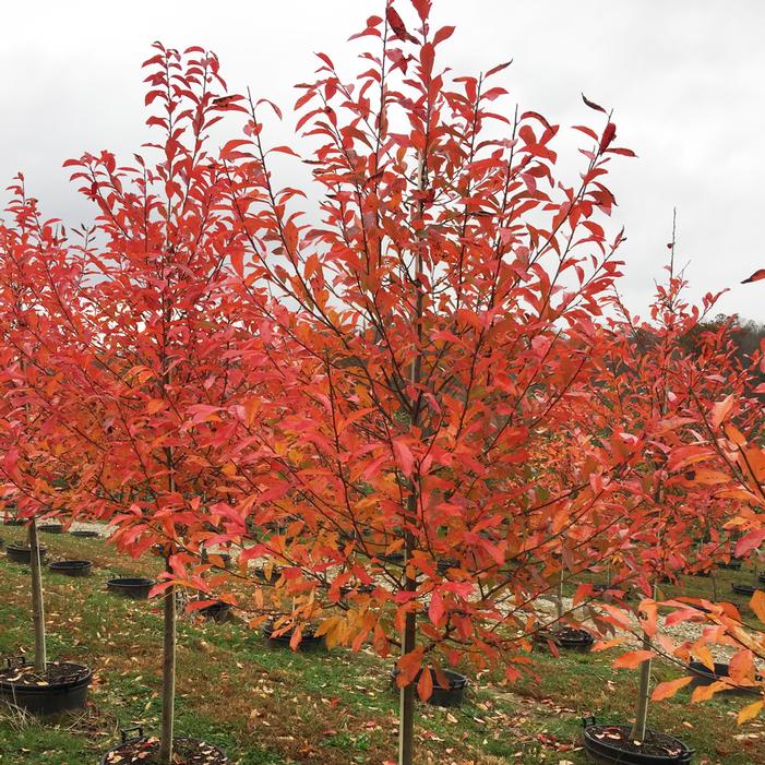 Image courtesy of Greenleaf Nursery