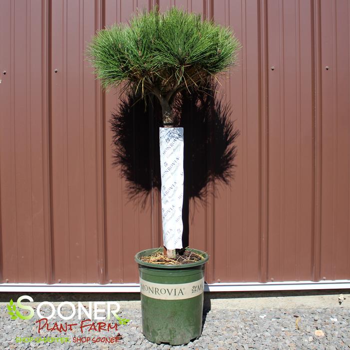 COMPACT TANYOSHO JAPANESE RED PINE