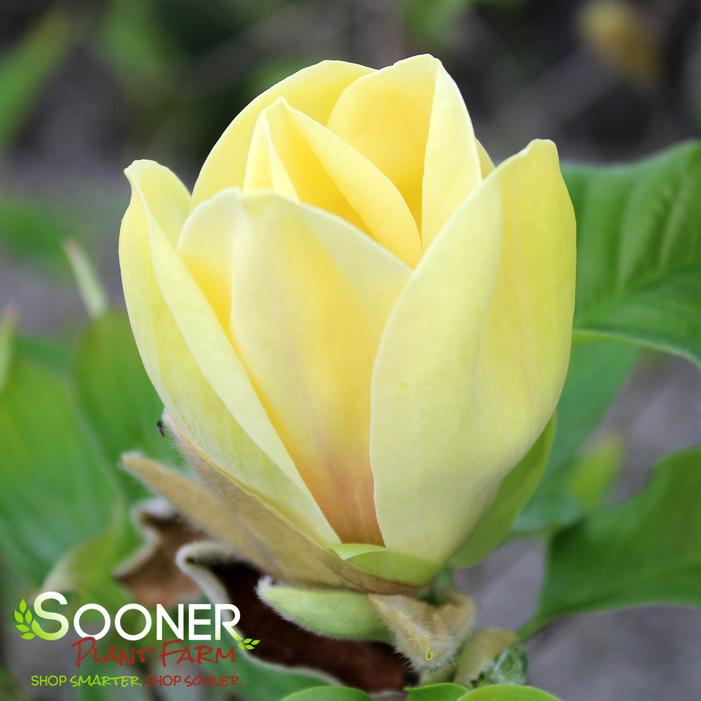 Image property of Sooner Plant Farm, Inc.