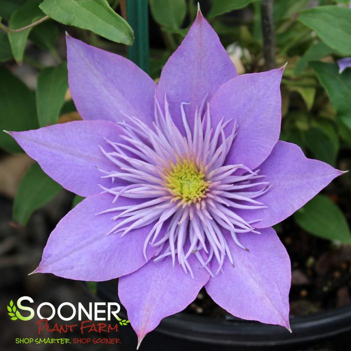 Image property of Sooner Plant Farm, Inc.