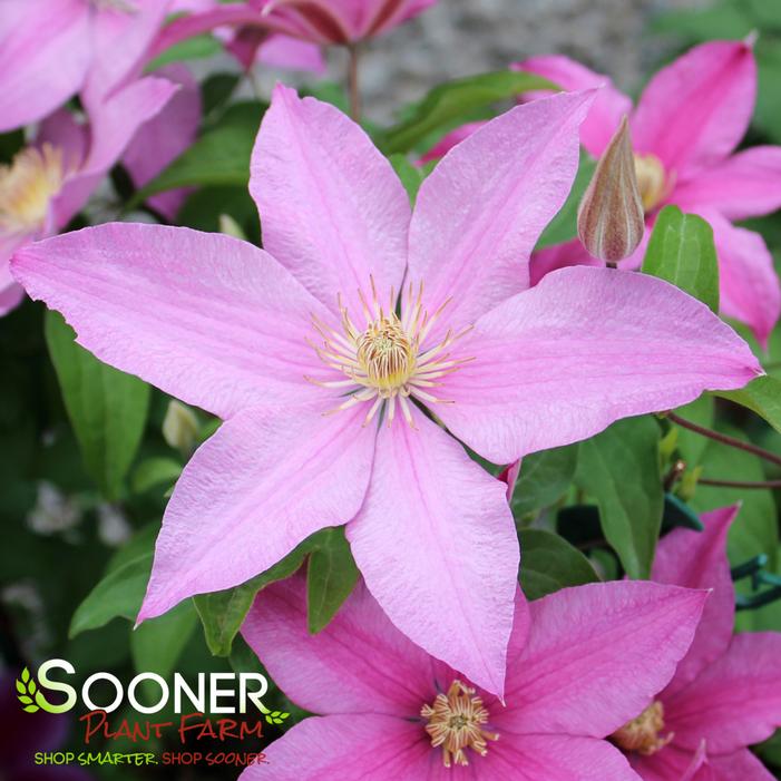 Image property of Sooner Plant Farm, Inc.