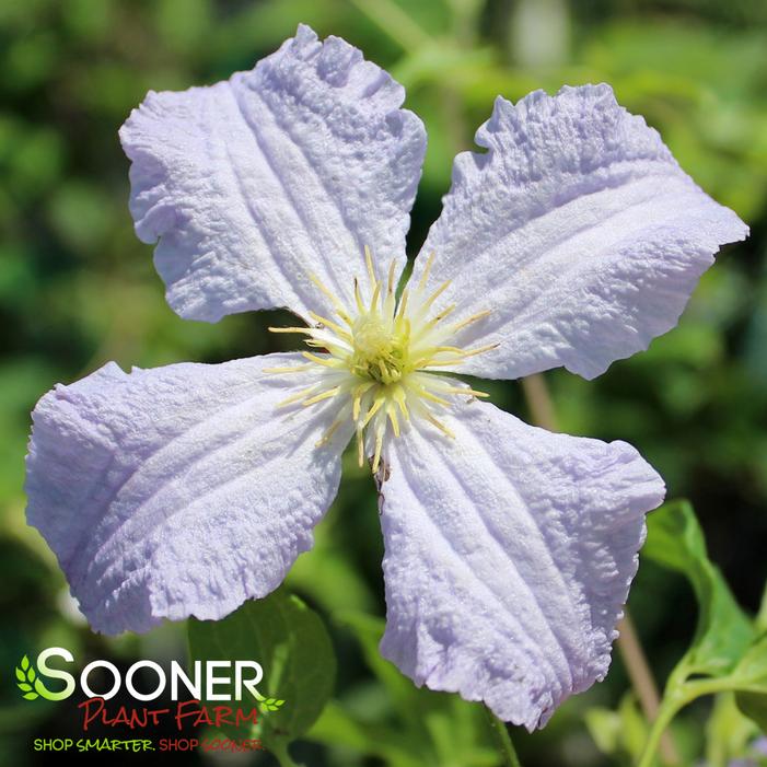 Image property of Sooner Plant Farm, Inc.