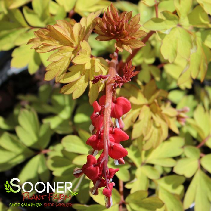 Image property of Sooner Plant Farm, Inc.