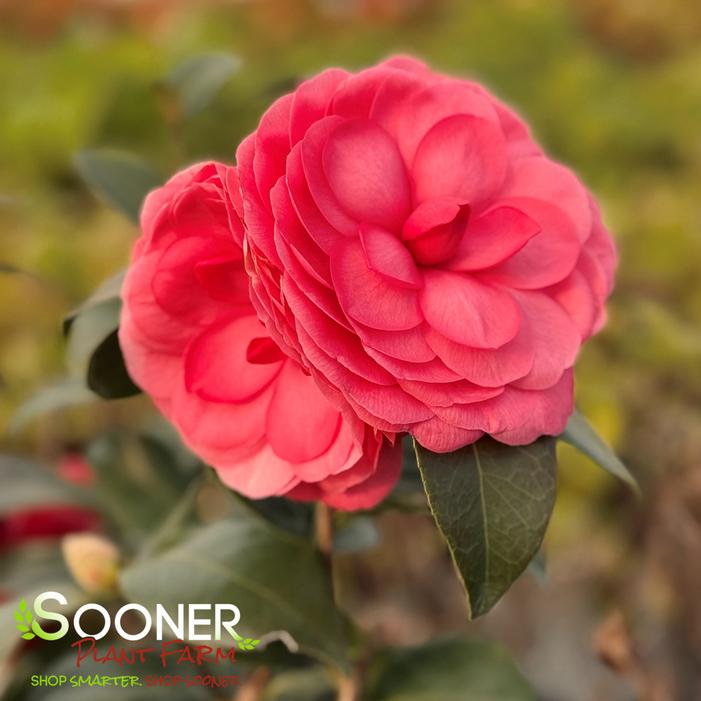 Image property of Sooner Plant Farm, Inc.