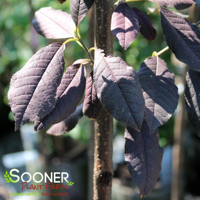 CANADA RED SELECT CHOKECHERRY