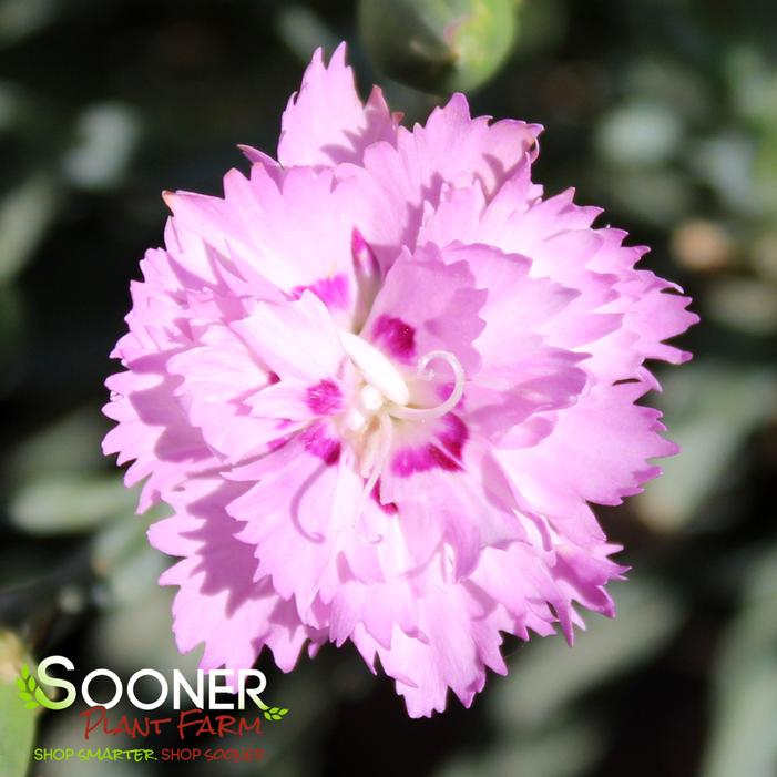 Image property of Sooner Plant Farm, Inc.