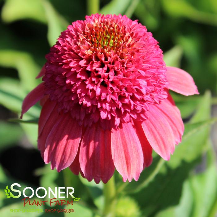 Image property of Sooner Plant Farm, Inc.