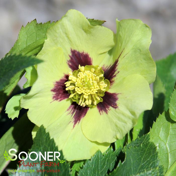 Image property of Sooner Plant Farm, Inc.