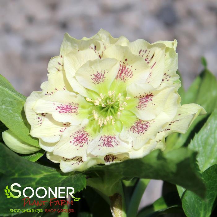 Image property of Sooner Plant Farm, Inc.