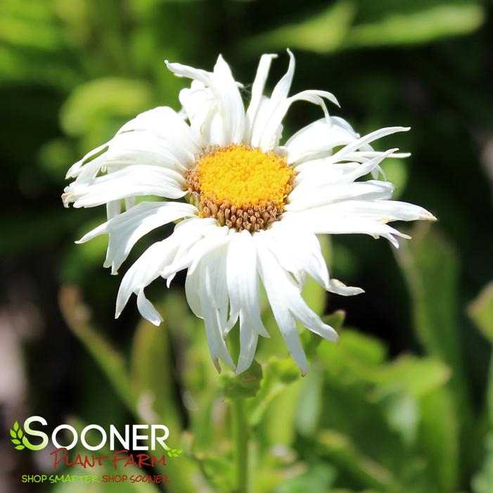 Image property of Sooner Plant Farm, Inc.