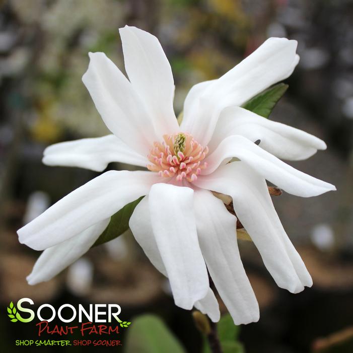 Image property of Sooner Plant Farm, Inc.