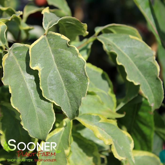 Image property of Sooner Plant Farm, Inc.