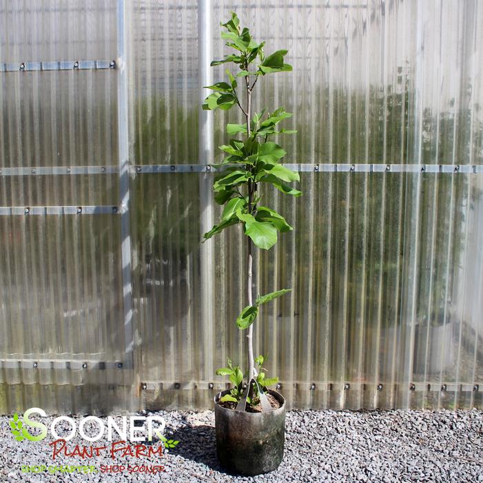 Image property of Sooner Plant Farm, Inc.