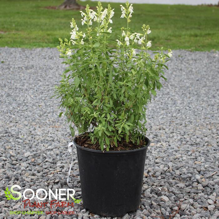 Image property of Sooner Plant Farm, Inc.