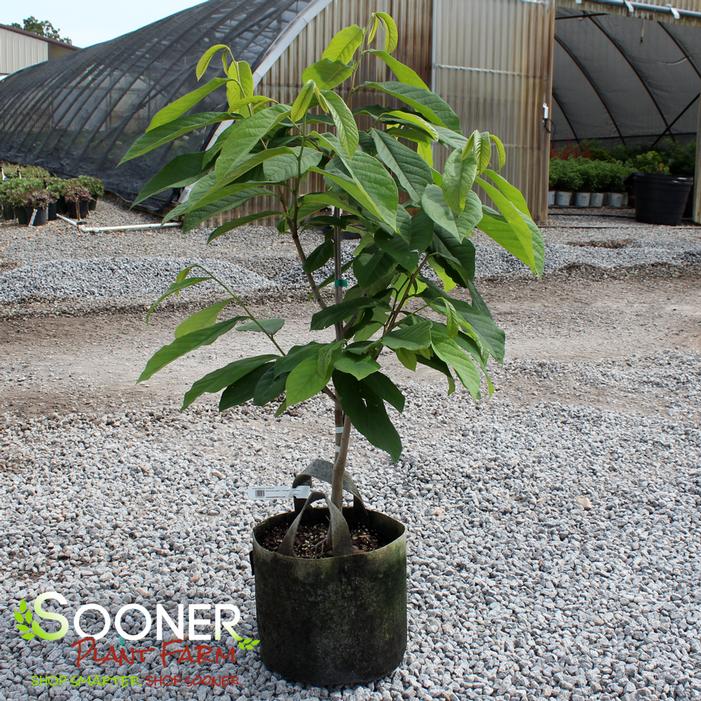 Image property of Sooner Plant Farm, Inc.