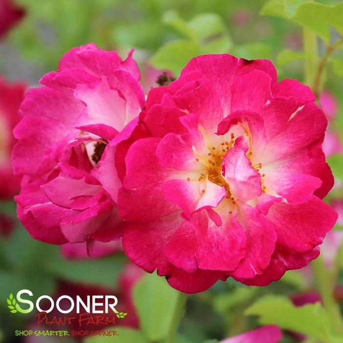 Image property of Sooner Plant Farm, Inc.