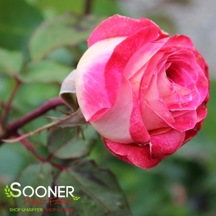 Image property of Sooner Plant Farm, Inc.
