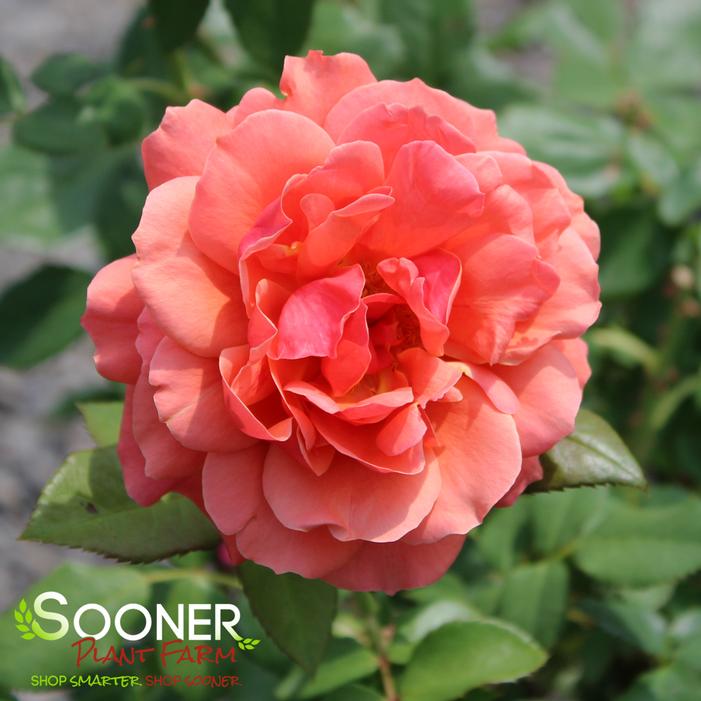 Image property of Sooner Plant Farm, Inc.