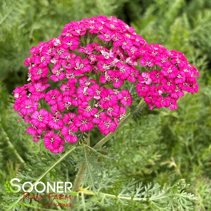 Image property of Sooner Plant Farm, Inc.