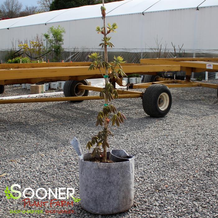 Image property of Sooner Plant Farm, Inc.