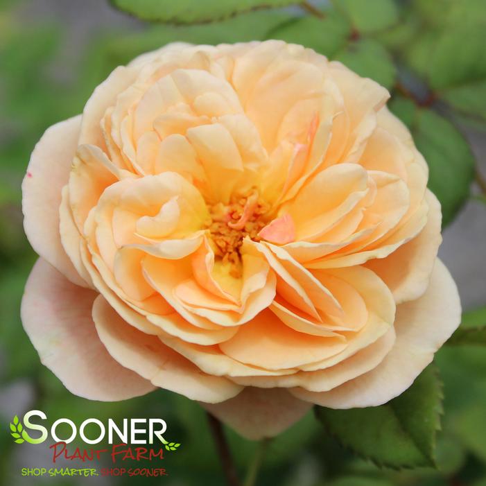 Image property of Sooner Plant Farm, Inc.