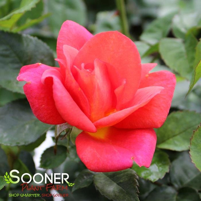 Image property of Sooner Plant Farm, Inc.