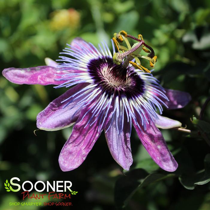 Image property of Sooner Plant Farm, Inc.
