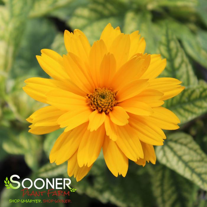Image property of Sooner Plant Farm, Inc.