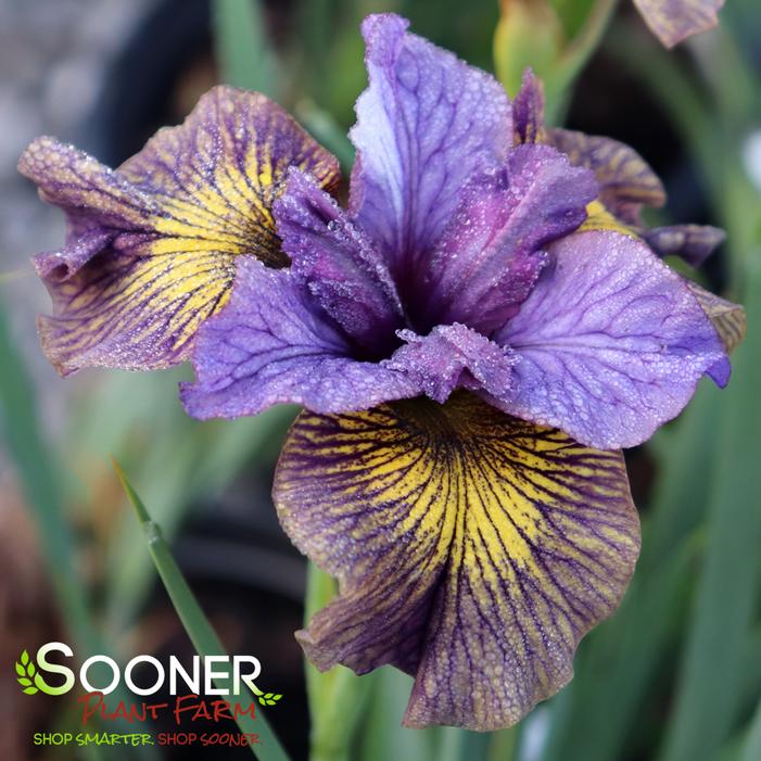Image property of Sooner Plant Farm, Inc.