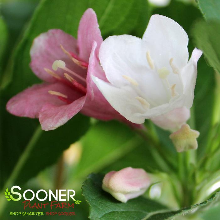 Image property of Sooner Plant Farm, Inc.