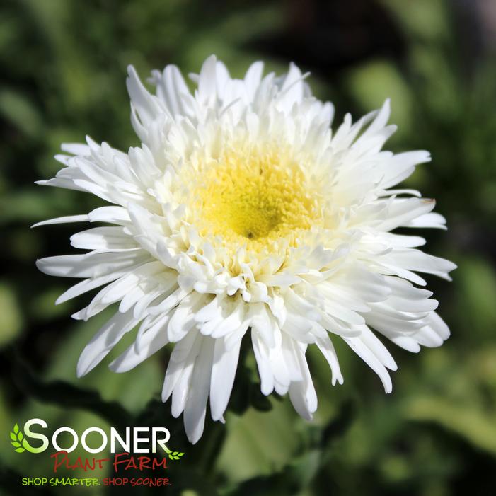 Image property of Sooner Plant Farm, Inc.