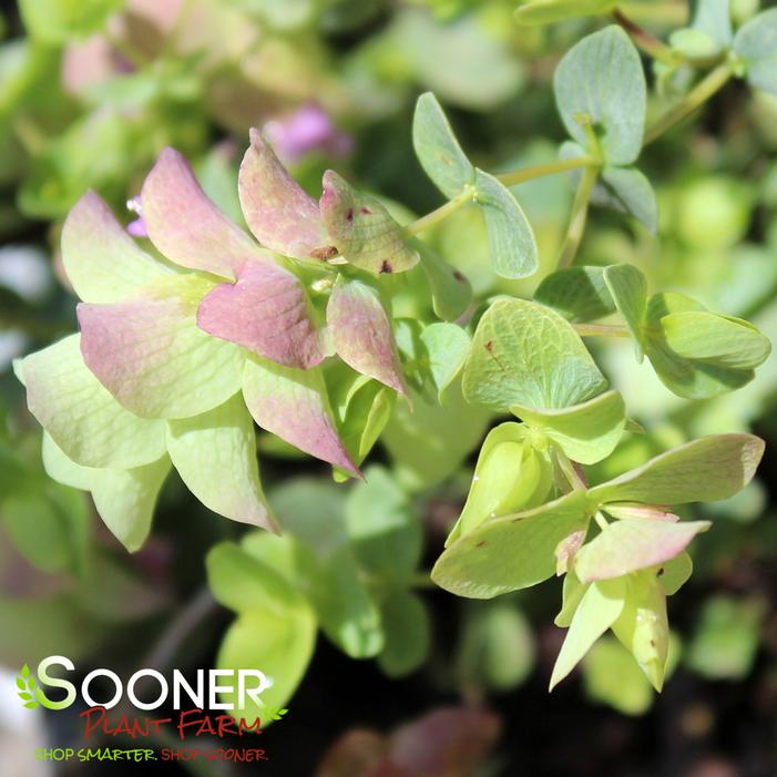 Image property of Sooner Plant Farm, Inc.