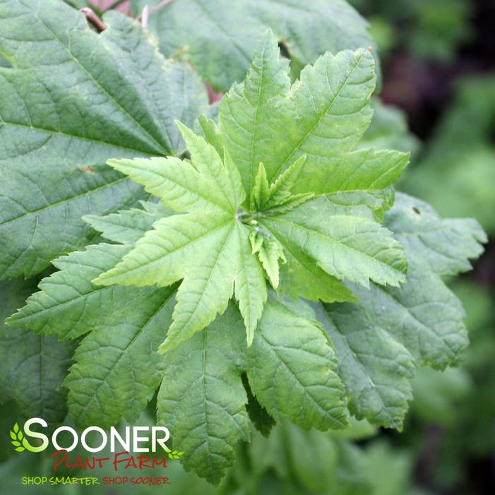 Image property of Sooner Plant Farm, Inc.