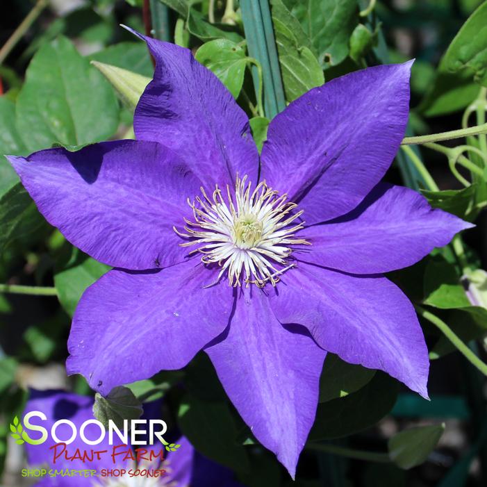 Image property of Sooner Plant Farm, Inc.