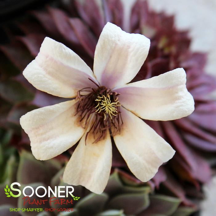 Image property of Sooner Plant Farm, Inc.