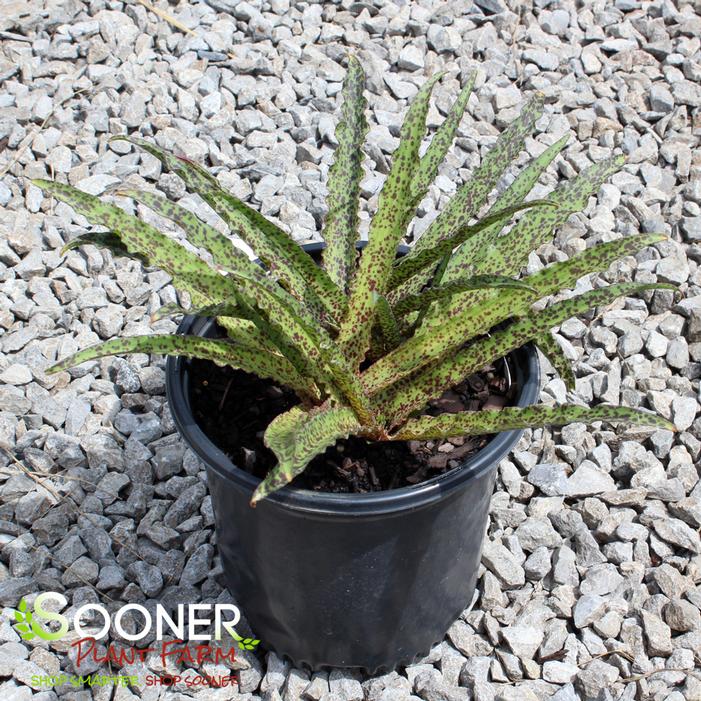 Image property of Sooner Plant Farm, Inc.